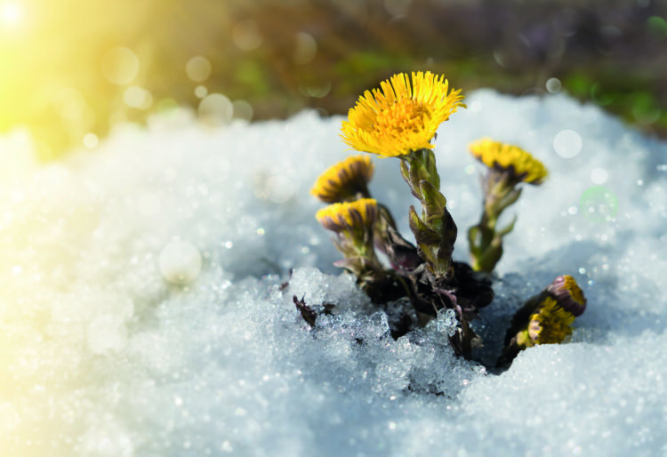 The spring is coming. Tussilago farfara flowers under melting snow,in the rays of the sun