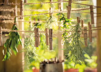 Wildkräuter-Gemüse-Brühe